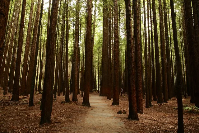 Redwoods Forest Whakarewarewa