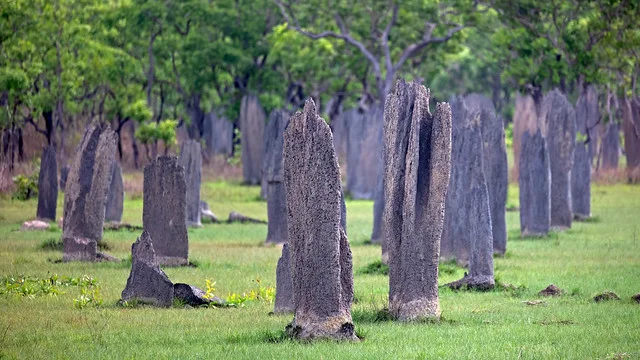 Magnetic Termite Mounds