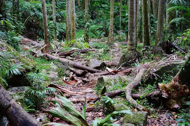 Tamborine National Park