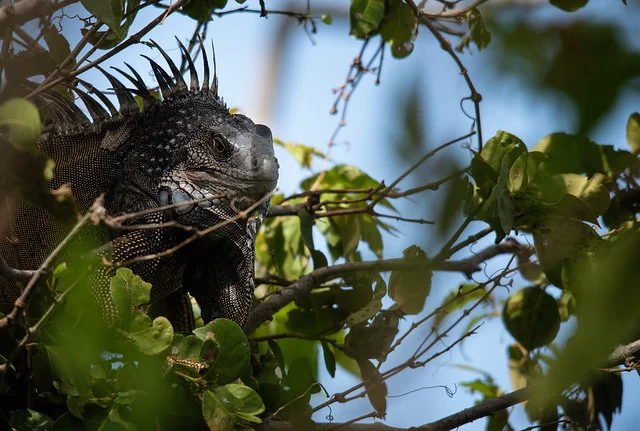 Punta Culebra Nature Center