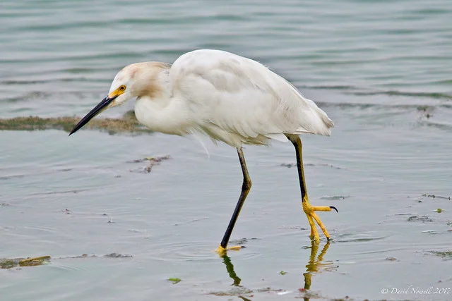 Pantanos de Villa Wildlife Refuge