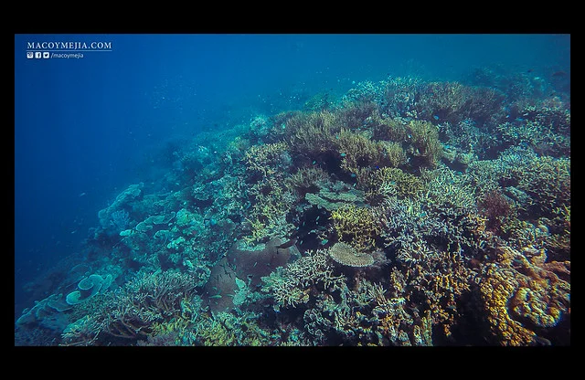 Lusong Coral Garden