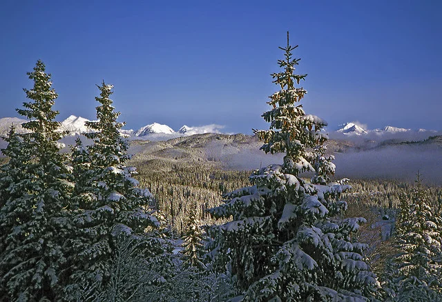 Pokljuka Plateau