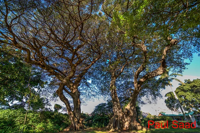 Durban Botanic Gardens