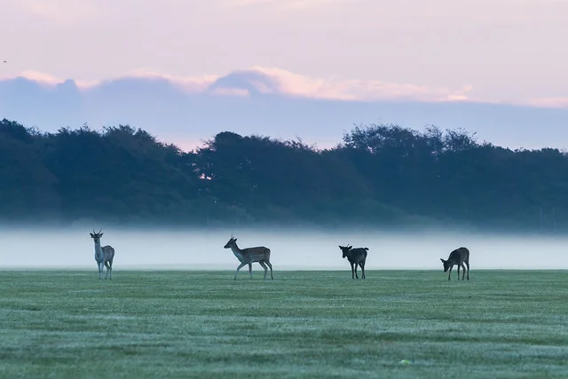 Phoenix Park