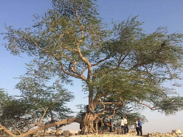 Tree of Life (Shajarat-al-Hayat)