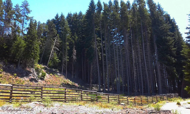 Arrayanes Forest (Bosque de Arrayanes)