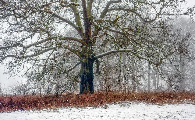 Coombe Abbey Park
