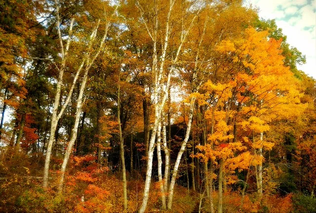 Sanctuary Wood