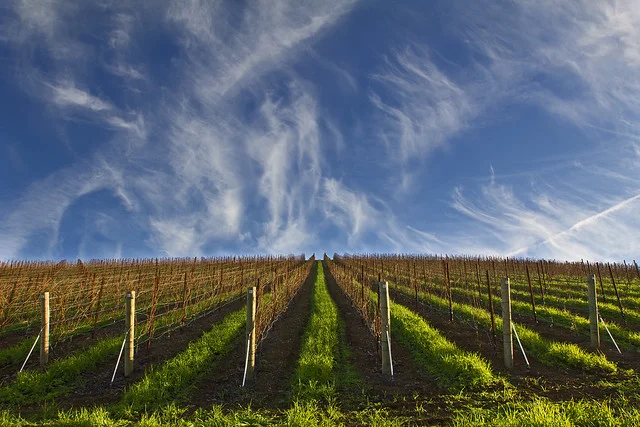DAOU Vineyards