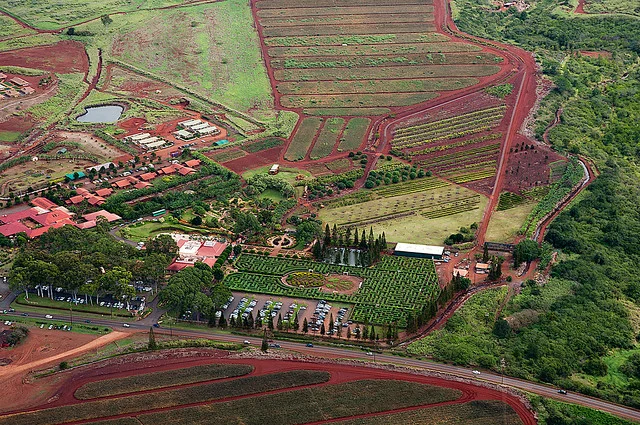 Dole Plantation