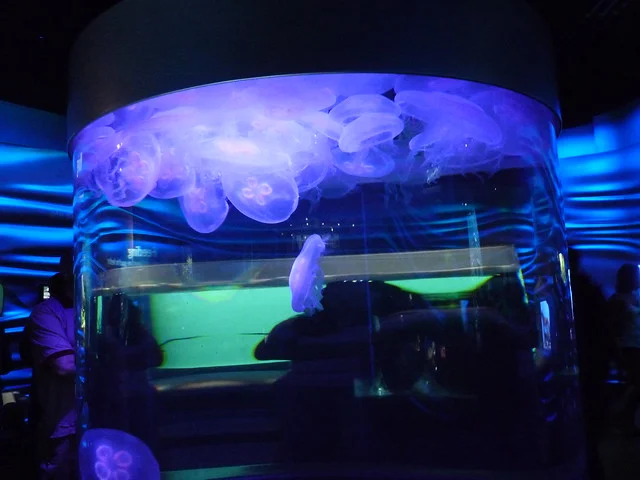 California Academy of Sciences