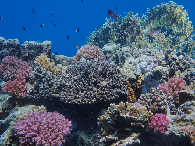 Coral Gardens