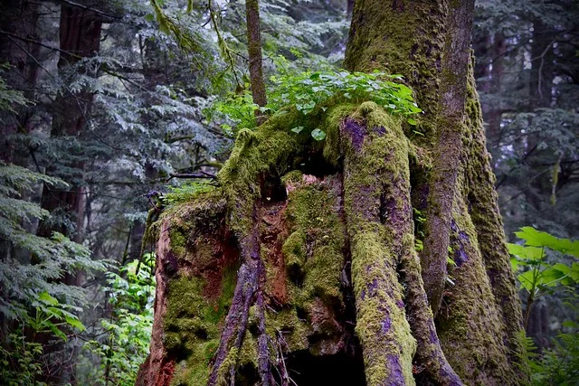 Sitka National Historical Park