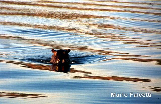 Chobe National Park