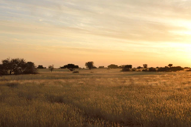 Kalahari Desert