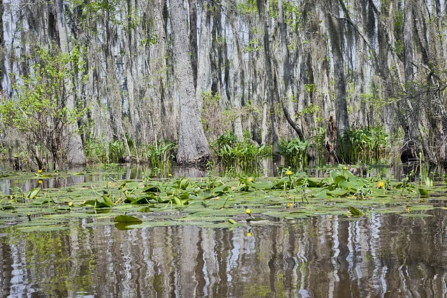 Honey Island Swamp