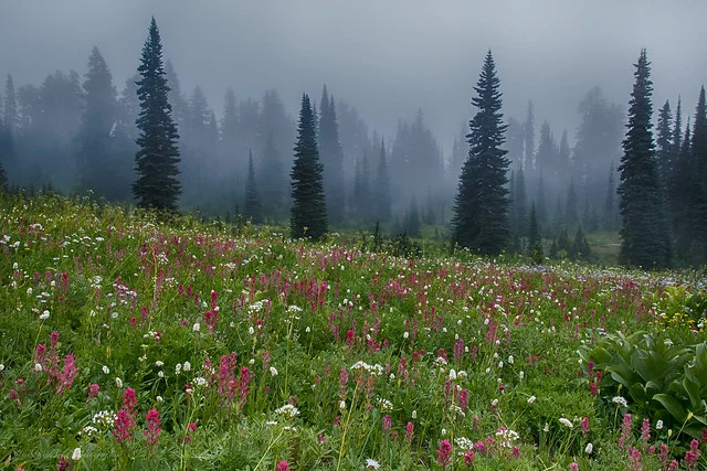Mt. Rainier National Park