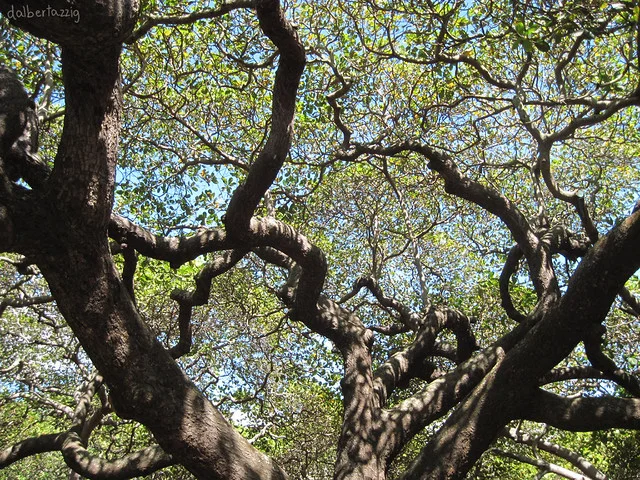 Pirangi Cashew Tree (Cajueiro de Pirangi)