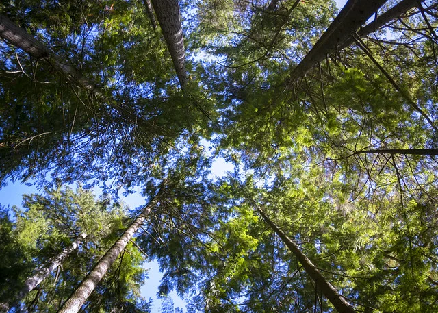 Capilano Suspension Bridge Park