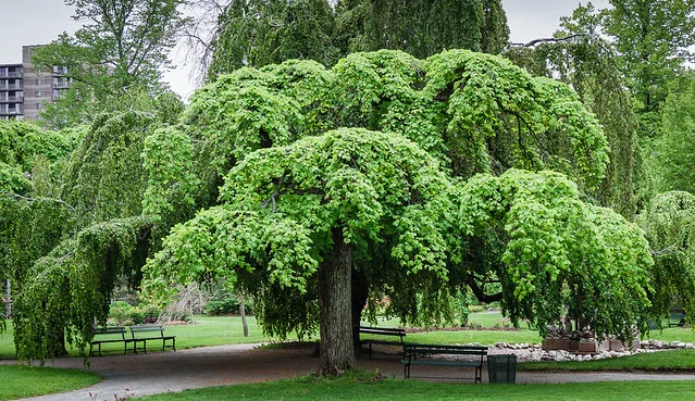 Halifax Public Gardens