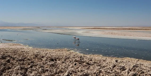 Chaxa Lagoon (Laguna Chaxa)