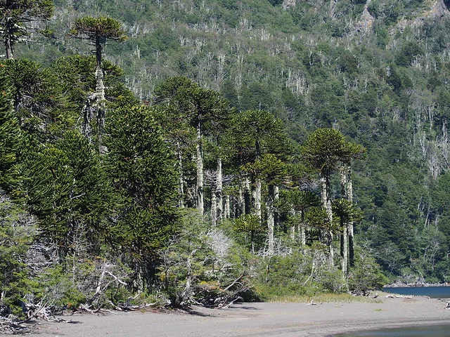 Villarrica National Park