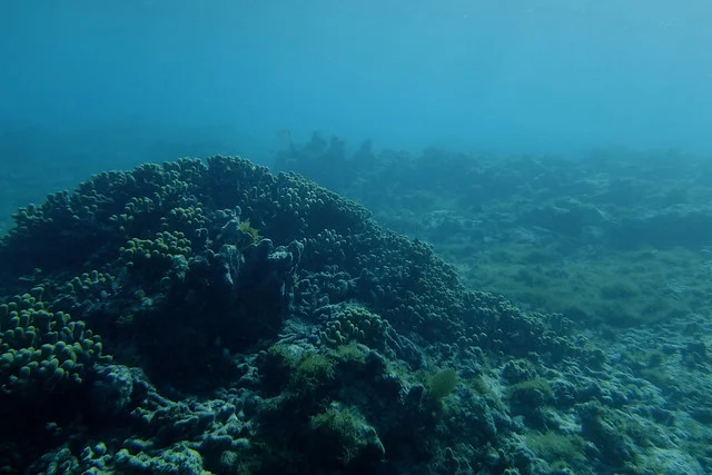 Cades Reef