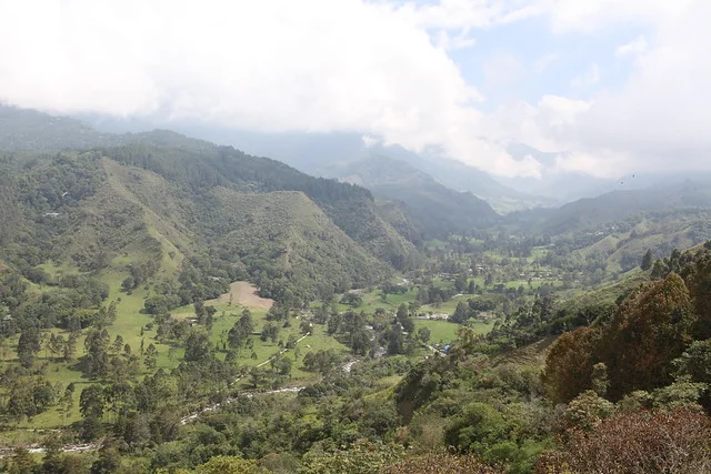 Cocora Valley (Valle de Cocora)
