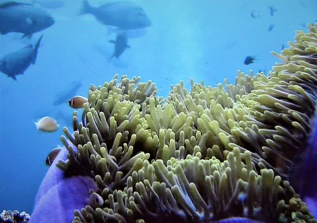 Great Barrier Reef