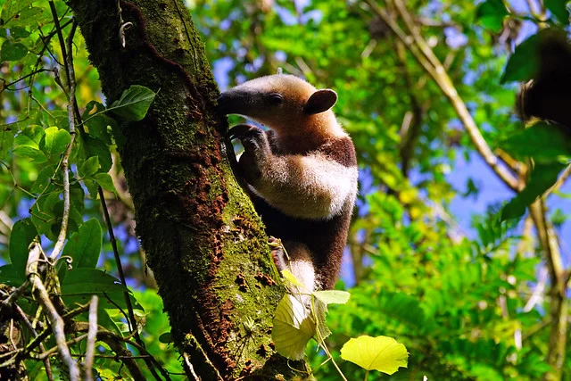 Arenal Volcano National Park