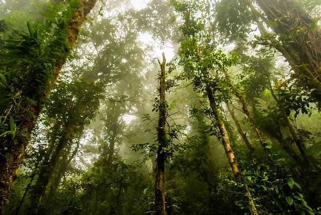 Santa Elena Cloud Forest Reserve (Reserva Bosque Nuboso Santa Elena)