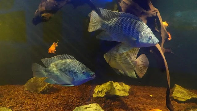 Protaras Ocean Aquarium