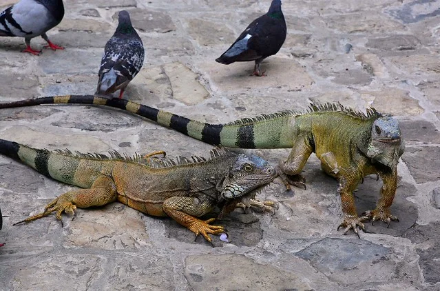 Seminario Park (Parque de las Iguanas)