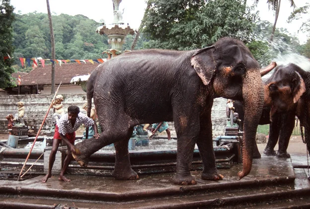 Fontaine des Elephants