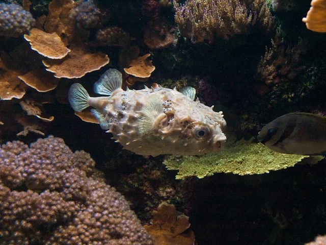 Oceanopolis