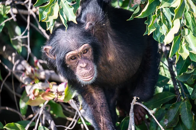 River Gambia National Park