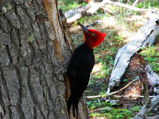 Tierra del Fuego National Park