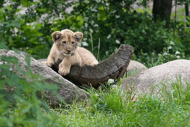 Leipzig Zoo (Zoologischer Garten Leipzig)