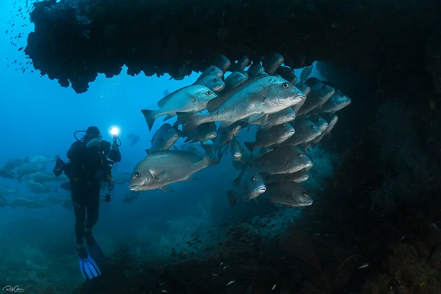 SS Yongala Dive Site