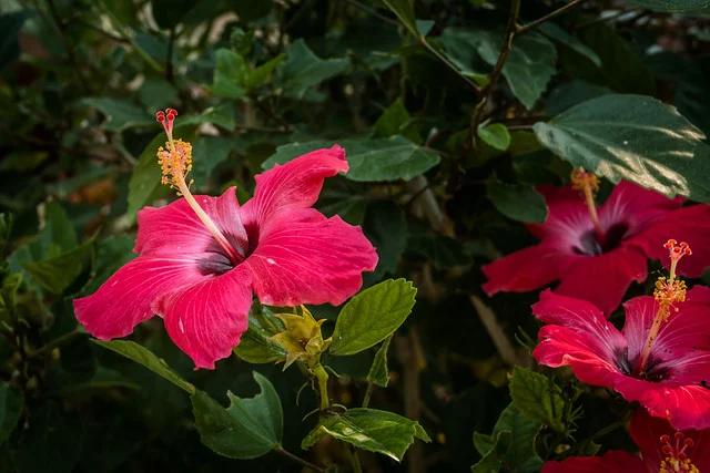 Roatán Butterfly Garden - TernTour