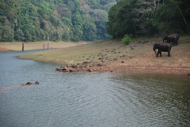 Periyar National Park