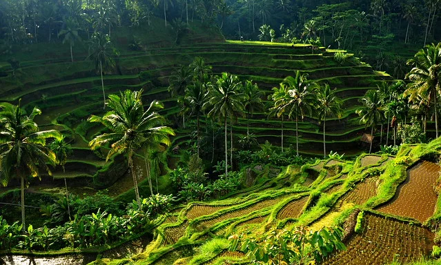 Tegalalang Rice Terrace (Sawah Terasering Tegalalang)