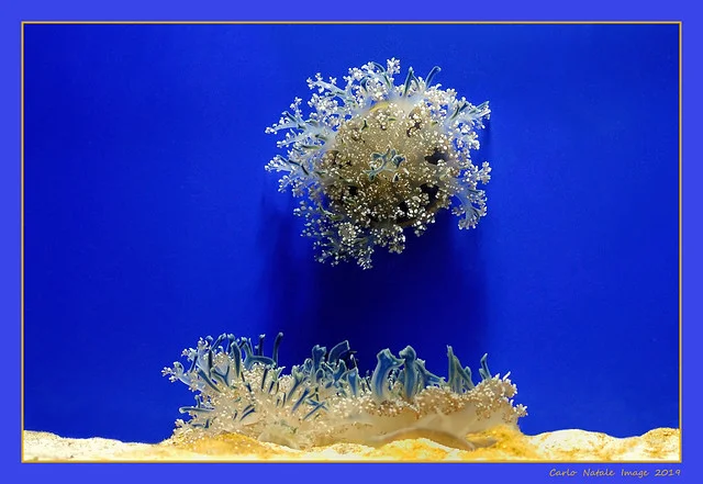 Aquarium of Genoa