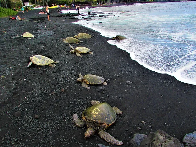 Turtle Beach