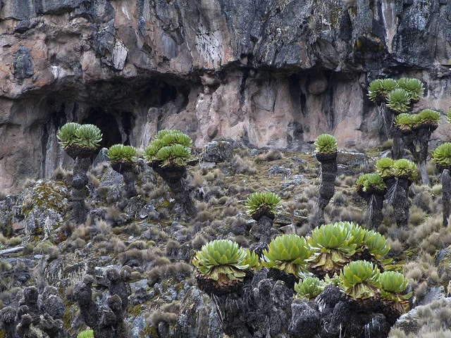 Mt. Kenya