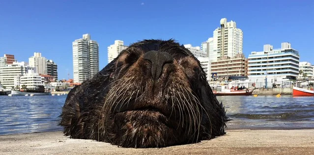 Punta Lobos