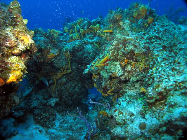 Palancar Reef