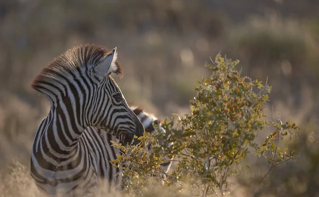 Etosha National Park
