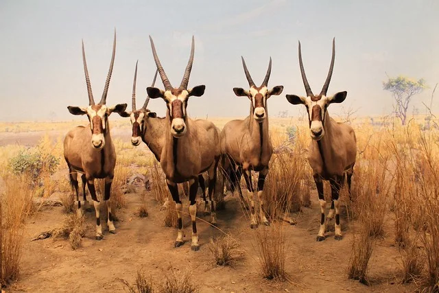 National Museum of Namibia